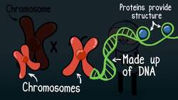 Alleles and Genes Instructional Video