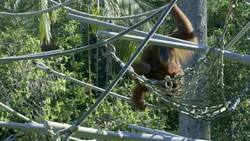 Exploring a New Jungle Gym with Mom! This Adorable Baby Orangutan Is Having So Much Fun Instructional Video