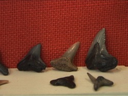 Fósiles fascinantes: recapitulando Instructional Video