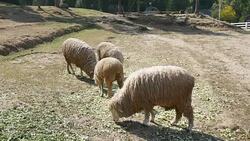 Sheep grazing in Farm Stock Footage