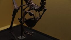 Skull of rare Dodo goes on display in UK News Clip