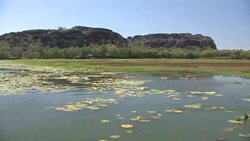 Boating through lily pads. Stock Footage