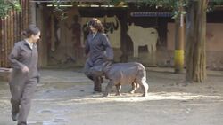 This Might Be The Most Adorable Video You’ll See All Day Instructional Video