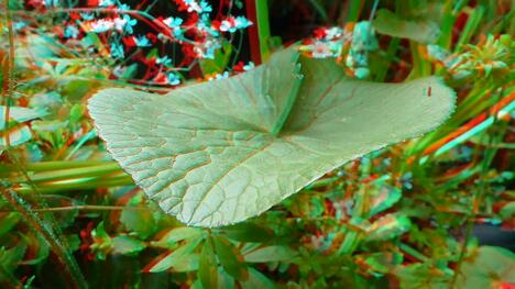 Exploring the World of 3D Stereoscopy