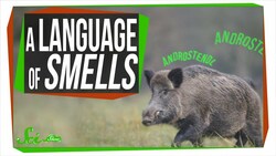 Terpenes: The Most Common Language in the World Instructional Video