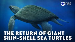 The Return of Giant Skin-Shell Sea Turtles Instructional Video