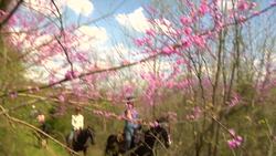 Spring has Sprung! Best Places to View Wildflowers Instructional Video