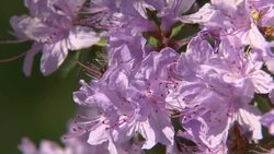 Flowers in botanic gardens on a sunny Good Friday News Clip