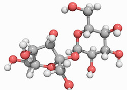 Catabolism Instructional Video