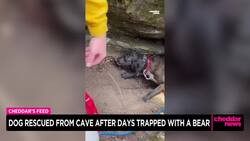 Dog Rescued From Cave After Days Trapped With a Bear News Clip