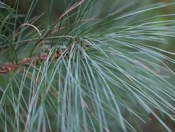 Gymnosperms and Angiosperms: Introduction Instructional Video