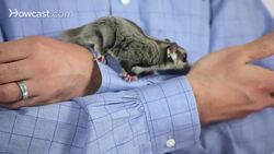 What Is a Sugar Glider? Instructional Video