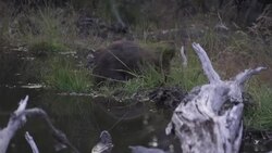 CLEAN : On the hunt for the beaver in Chile, the plague that threatens Patagonia News Clip