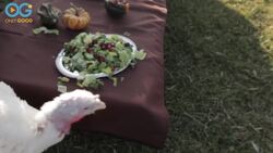 A Celebration For Turkeys On Turkey Day! #Thanksgiving Instructional Video