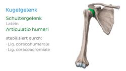 Hauptgelenke Instructional Video