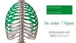 Knochen des hinteren Rumpfs Instructional Video