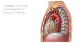 Was ist eine Arterie? Instructional Video