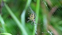 Wasp spider sits in a circular web and sucks its prey (Argiope bruennichi) Stock Footage