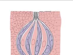 Senses: Taste and Smell Instructional Video