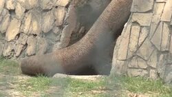 CLEAN : International advice sought for Pakistan lonely zoo elephant News Clip