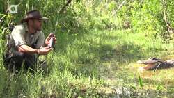 Danger of Baby Alligators as Pets Instructional Video