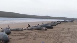 CLEAN : Grim clean-up continues after Australian mass whale stranding News Clip