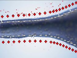 The Amazing Nervous System: Nerves in Action Instructional Video