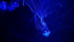 Close-up Jellyfish, Medusa in fish tank with neon light. Stock Footage