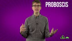 Why Do Bug Bites Itch? Instructional Video