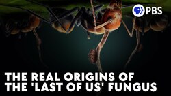 Cordyceps Turned These Ants Into Zombies Instructional Video