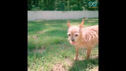 Wonderful Music Video Celebrates A Senior Dog's Love - Your Daily Diversion Instructional Video