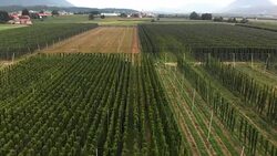 View of hops field from above Stock Footage