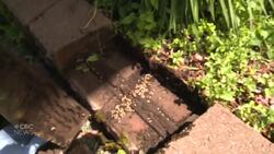 Ants: our friends or foes? News Clip