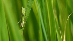 Slow motion grasshopper on green rice plant field Stock Footage