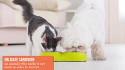 Is A Vegan Diet Bad For Dogs And Cats? Instructional Video