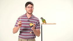 How to Make Your Parrot Less Fearful Instructional Video