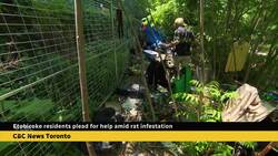 Etobicoke residents plead for help amid rat infestation News Clip