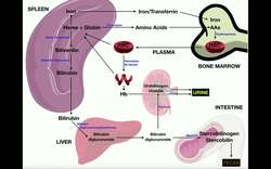 Anatomy - Erythrocyte [RBC] Metabolism Instructional Video