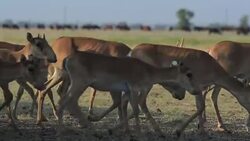 Saigas Run Together In a Field Stock Footage
