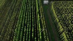 Ready for harvest - hops field Stock Footage