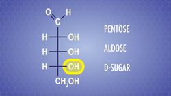 Biochemical Building Blocks & Fischer and Haworth Projections: Crash Course Organic Chemistry Instructional Video