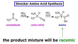 Strecker Amino Acid Synthesis Instructional Video