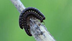 Mating centipedes on a dry branch in wildlife close up Stock Footage