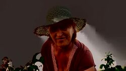 An elderly woman collects raspberries at sunset. Organic food. Stock Footage