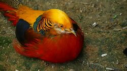 Magnificent elegant male of Chinese Red Golden pheasant, Chrysolophus Pictus outdoors. Dazzling Conspicuous Handsome wild exotic bird with Spectacular Plumage and Colorful tail Feathers in real nature Stock Footage