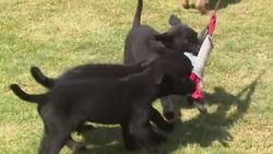 K-9 dog security training centre opens in Dohuk News Clip