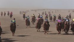 Largest Camel Race Instructional Video