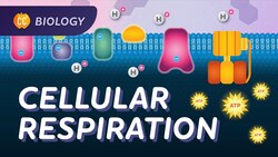 Cellular Respiration: Do Cells Breathe?: Crash Course Biology #27 Instructional Video