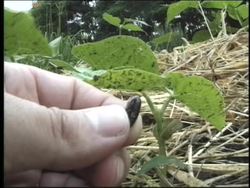 Plant Reproduction: Germination Instructional Video