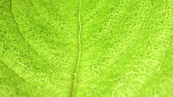 Dry Leaf Analysis Stock Footage